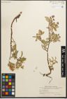 Foto von Salix reptans Rupr.